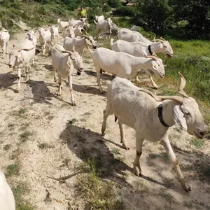 cabras