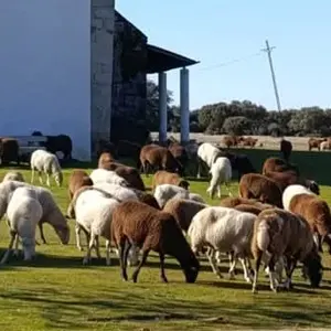 ovejas