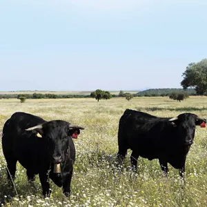 toros